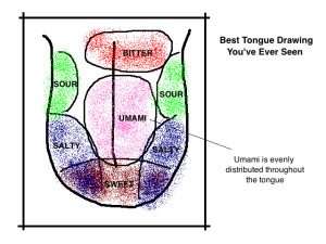 tongue-tastebuds-5-tastes-diagram
