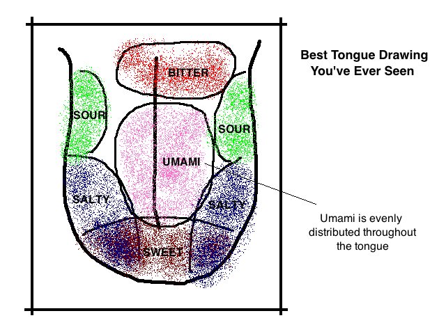 tongue-tastebuds-5-tastes-diagram