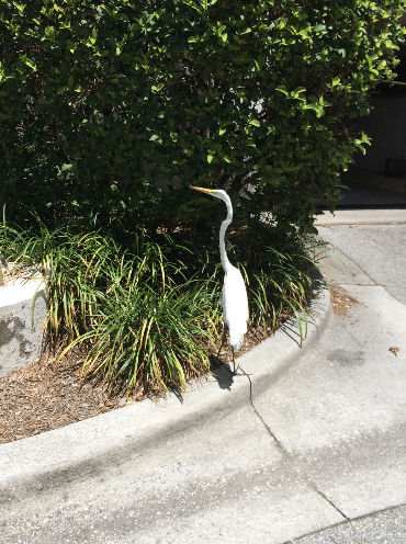 Unrelated picture that is worth posting. Great Egret loitering.