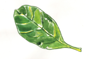 spinach drawing in watercolor